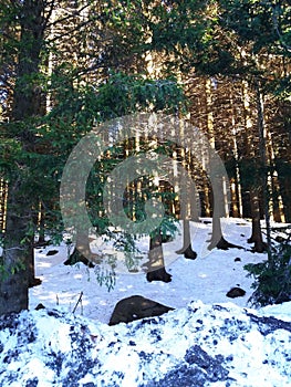 Forest in winter. Fir trees forest with sunlights and snow. Winter landscape