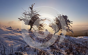 Forest in Winter with frozen trees