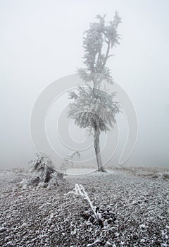 Forest in Winter with frozen trees