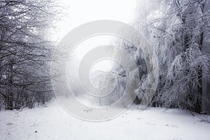 Forest in Winter with frozen trees