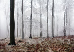 Forest in Winter with frozen trees