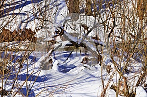 Forest in winter