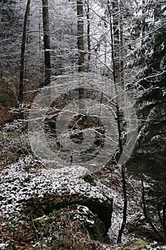 Forest winter landscape with green grass cover with same snow