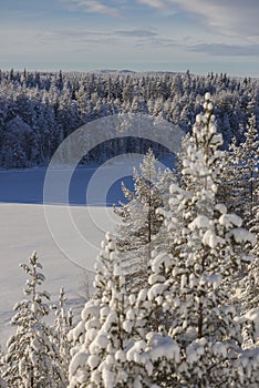 Forest during winter in Lapland, Sweden, Norrbotten