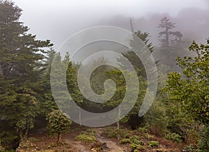 Forest in winter morning fog, Bitchu Matsuyama Castle, Japan