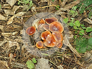 Forest winter mushrooms