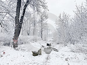 Forest in winter near an urban area