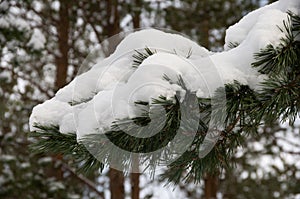 Forest in winter with snow on pine needles