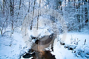 Forest in winter with snow and river