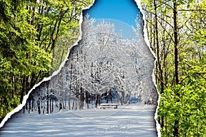 Forest in winter with snow and in summertime on torn paper