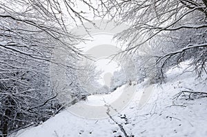 Forest in the winter