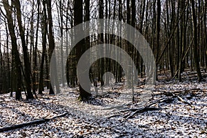 Forest in winter on a sunny day