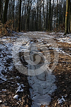 Forest in winter on a sunny day