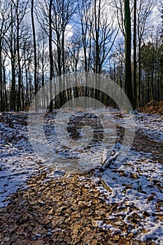 Forest in winter on a sunny day