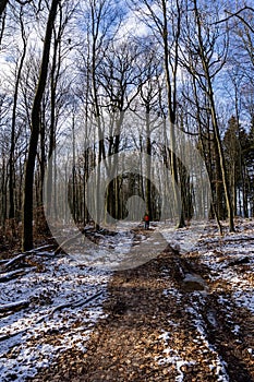 Forest in winter on a sunny day