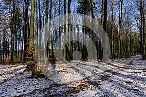 Forest in winter on a sunny day