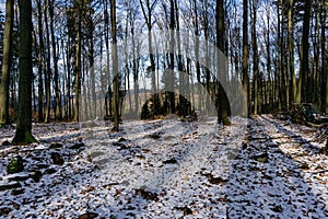Forest in winter on a sunny day