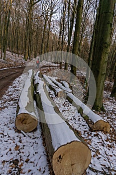 Forest in winter on a sunny day