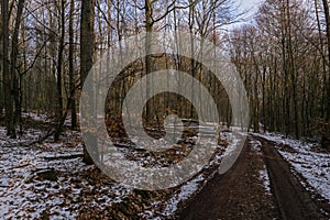 Forest in winter on a sunny day