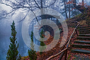 Forest winter tale in the fog. Fallen leaves and green spruces. Stone steps