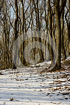Forest in winter time