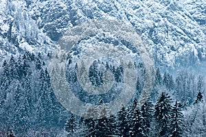 Forest in winter, winter landscape