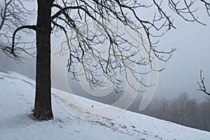 A forest in wintertime at Normafa