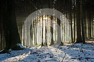 Forest wintertime