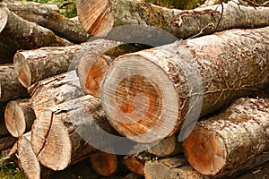 Forest Wood Pile