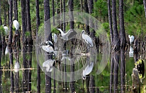 Forest Wood Storks Flock and Reflection