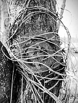 Forest wood tree black and withe