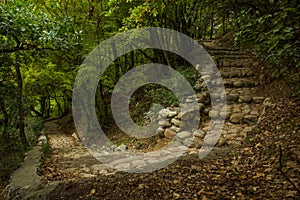 Forest woodland green scenery landscape path way with stairs and paves road for walking in fresh natural environment space