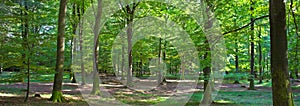 Forest, woods and environment with trees, plants and grass with spring and natural with ecology. Banner, outdoor and