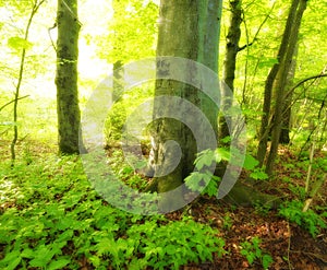 Forest, woods and trees in nature or environment with landscape, greenery and conservation for hiking. Rainforest