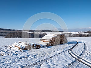 Forest work in winter tree trunks