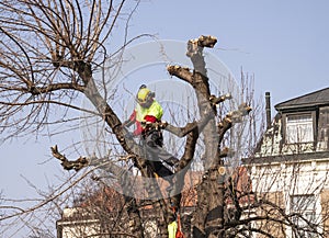 Forest worker cropping a Tree