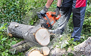 Forest worker at sawing wood log with chainsaw in green thicket