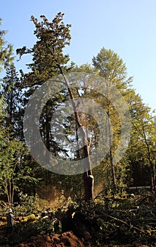 Forest Workers cutting trees