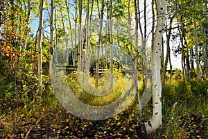 Forest of yellow aspens during the foliage