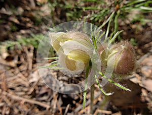 Forest young of blooming snowdrop