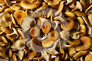 Forest young chanterelle mushrooms filled the entire space of the frame with their multitude.