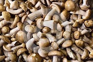 Forest young milk mushrooms filled the whole space of the frame with their multitude.