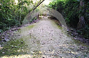 The forest of the Yucatan peninsula, archaelogical area of Balamku