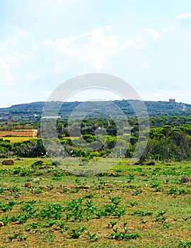 Foresta 2000 nature reserve on Marfa peninsula Malta