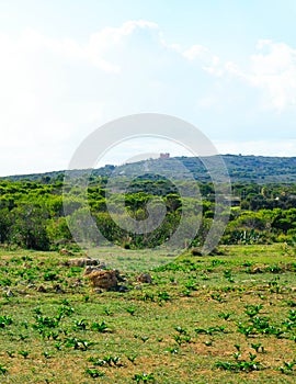 Foresta 2000 nature reserve on Marfa peninsula Malta photo