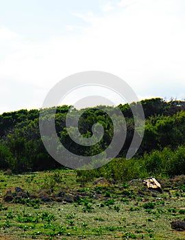 Foresta 2000 nature reserve on Marfa peninsula Malta photo