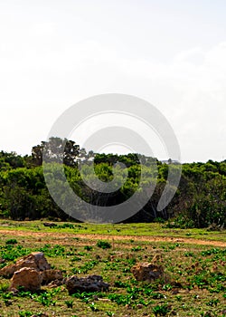 Foresta 2000 nature reserve on Marfa peninsula Malta photo