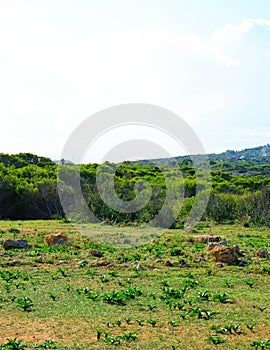 Foresta 2000 nature reserve on Marfa peninsula Malta photo
