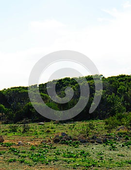 Foresta 2000 nature reserve on Marfa peninsula Malta photo