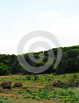 Foresta 2000 nature reserve on Marfa peninsula Malta photo